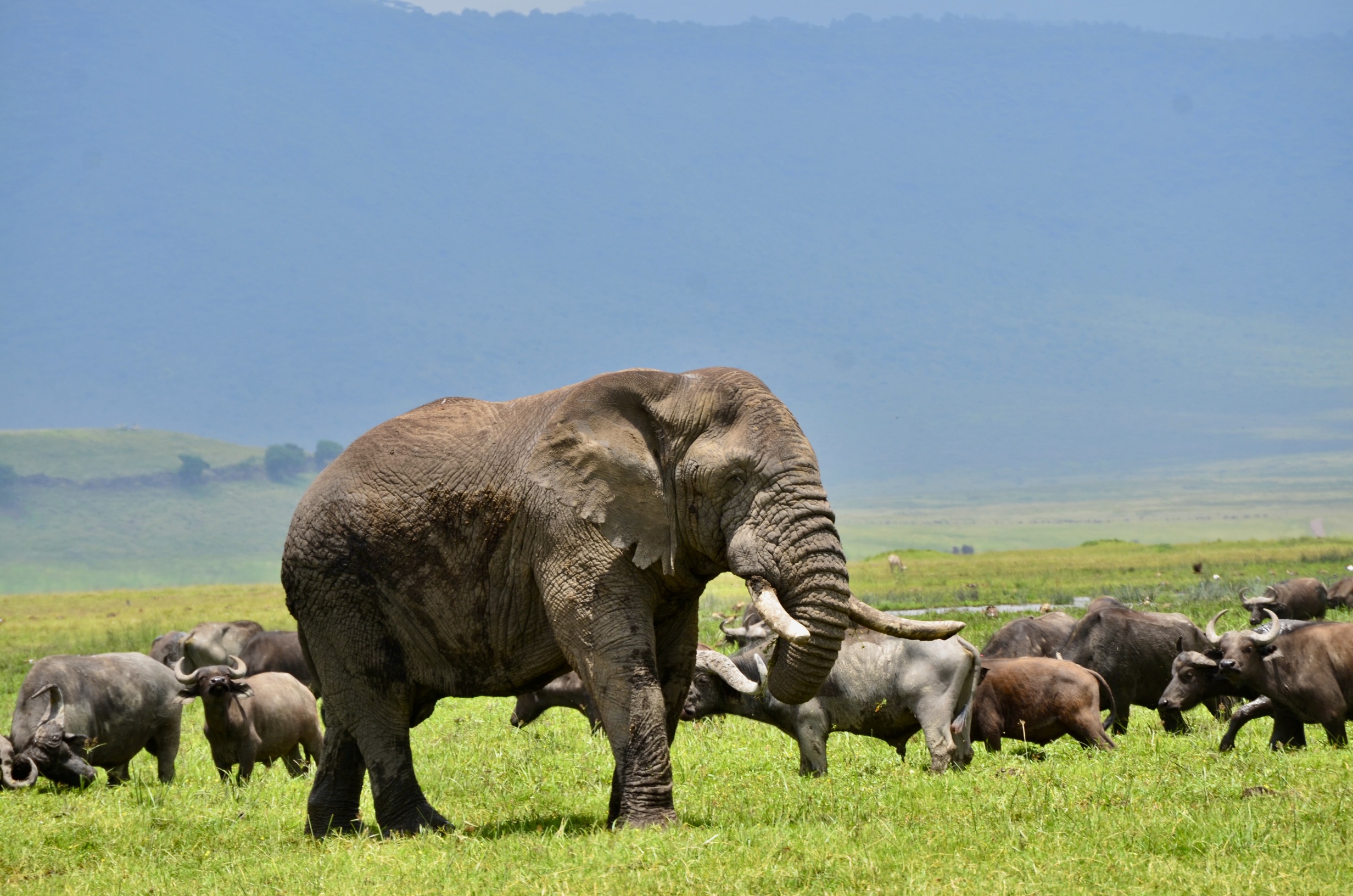 12-Day Ultimate Tanzania Wildlife & Culture Safari