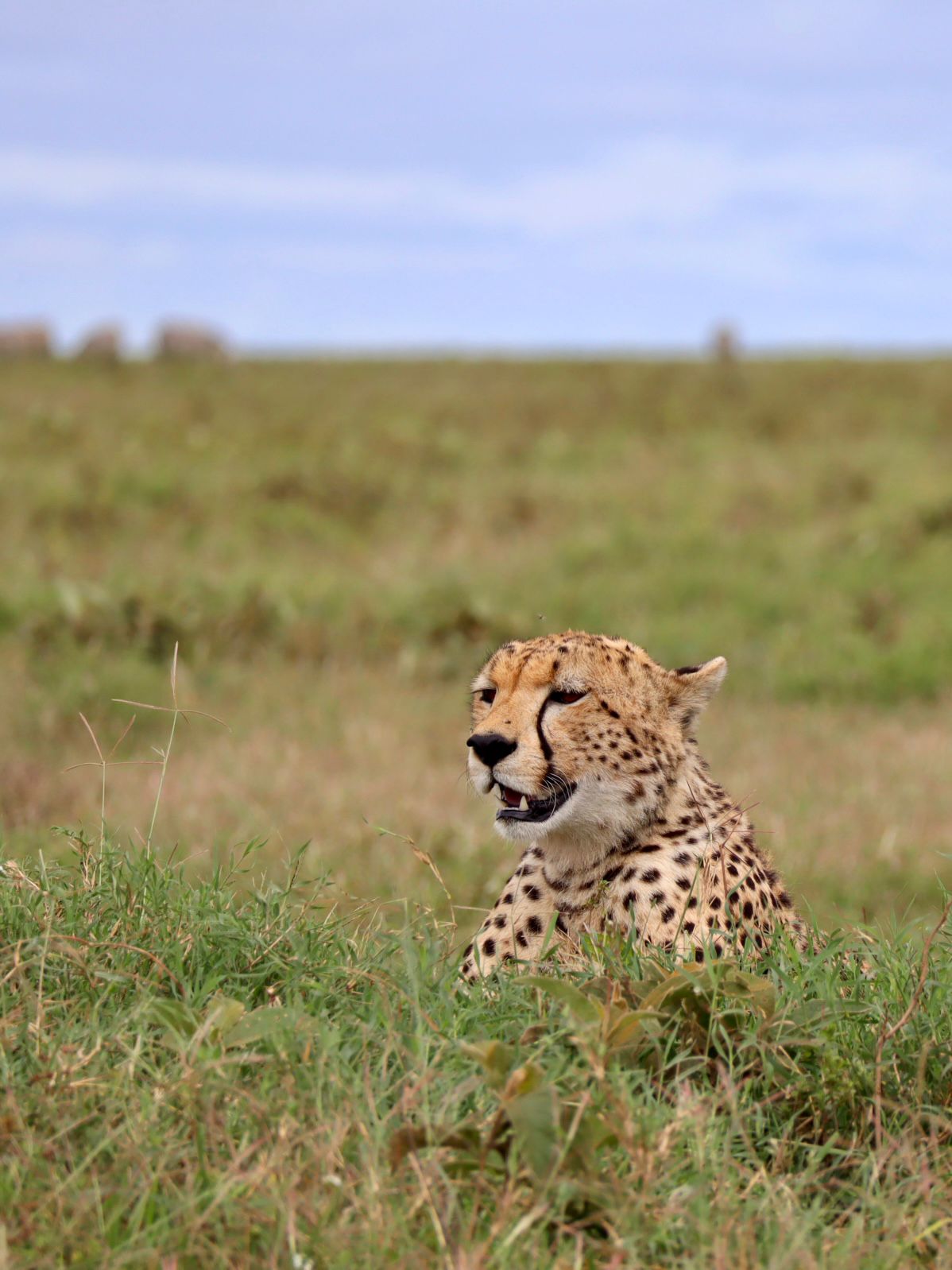 4-Day Serengeti Migration Safari Adventure