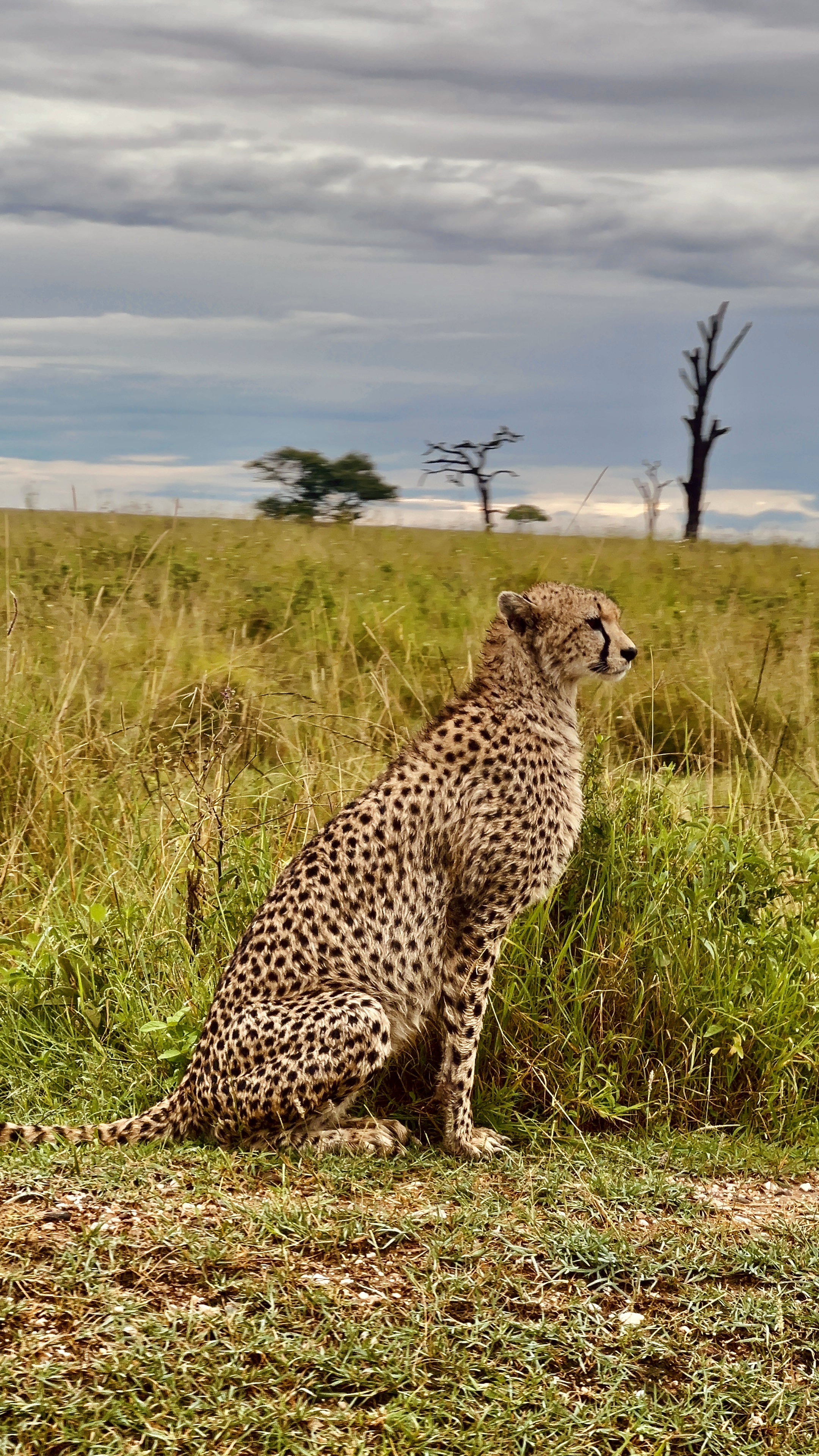 3-Day Serengeti Depths & Crater Majesty