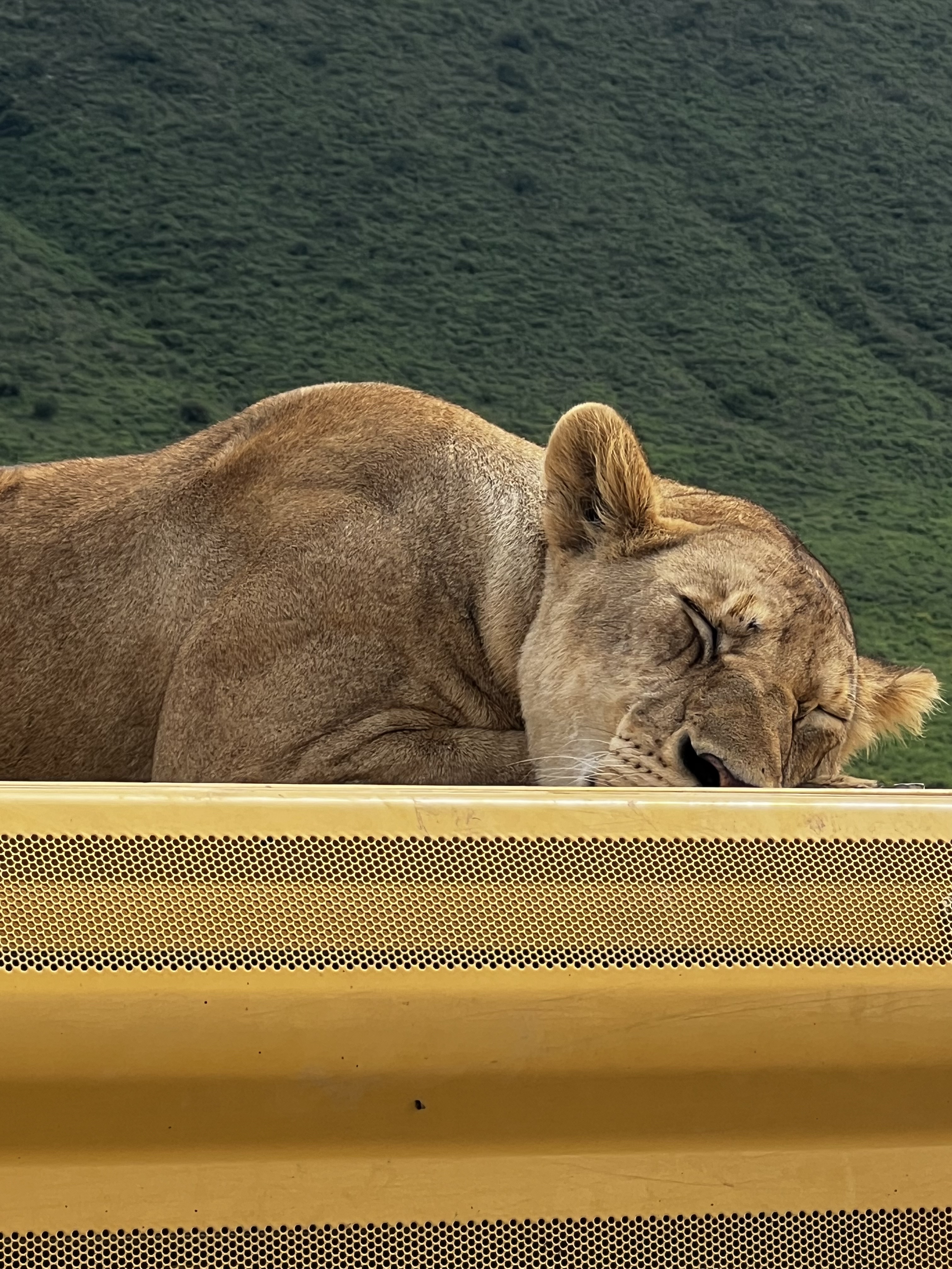 4-Day Luxury Gombe Chimpanzee Trekking Safari
