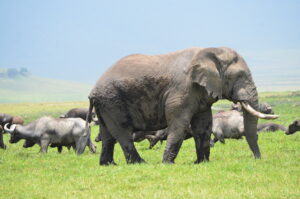 3 Days, Serengeti & Ngorongoro Crater