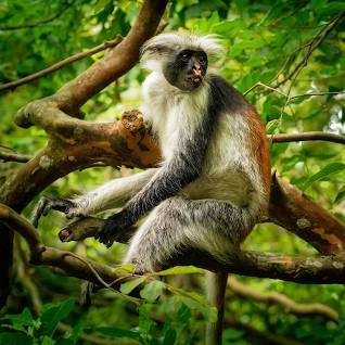 Red colobus Monkeys, Butterflies, Dolphins, Tortoises and Turtles​.